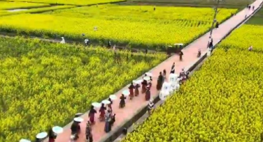 春入巴山 鎮(zhèn)巴迎最美油菜花海